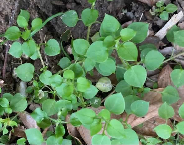 野草からのメッセージ