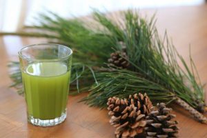 日本一の松サイト！お松を愛する会の松ジュースの作り方