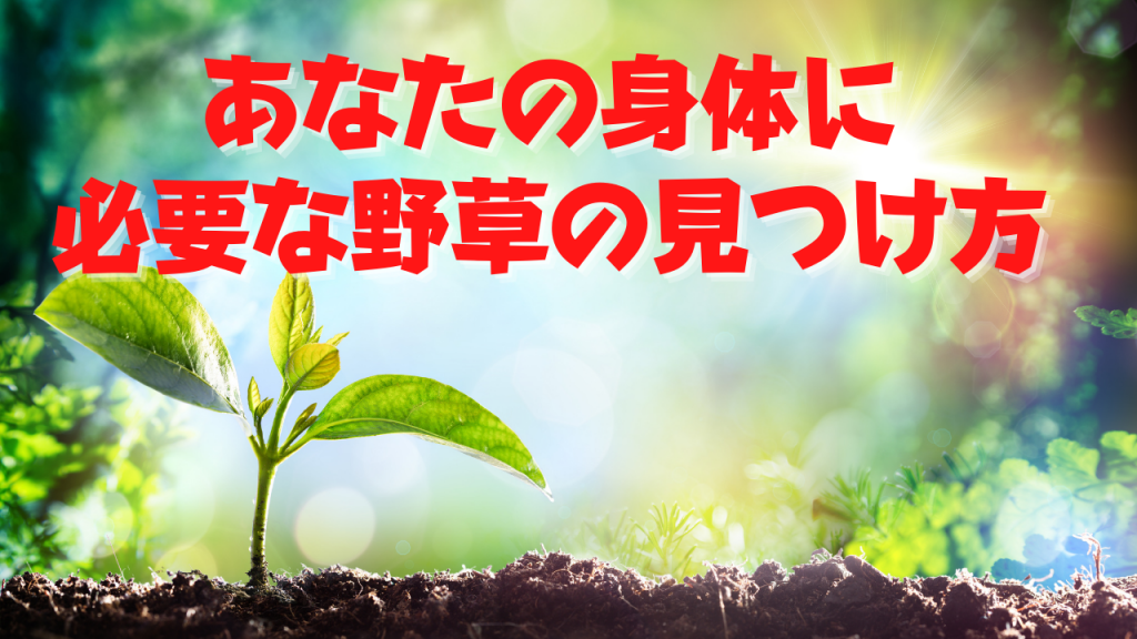 【無料で学べる!】あなたに必要な野草の見つけ方!